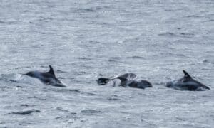 Dolphins sea North Devon