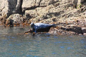 Seal Lundy Island on rocks