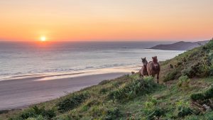 Wild Exmoor ponies by the beach with sunsetting