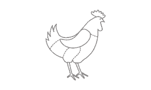Butcher's chicken illustration