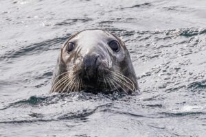 Grey seal in the sea