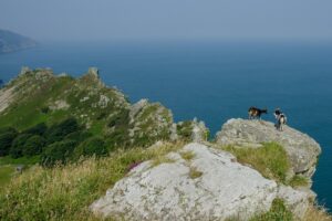 Wild goats at the Valley of the Rocks in North Devon