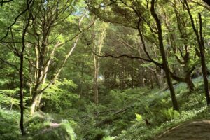 Combesgate Valley in North Devon
