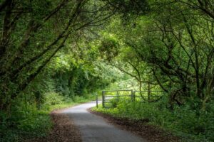Wooded section of the Tarka Trail in North Devon
